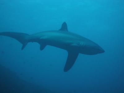 マラパスクワにニタリを見に行きました