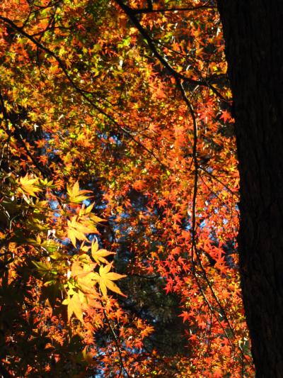 紅葉と岩畳の長瀞へ（3）赤い満天の星空のようだった月の石もみじ公園