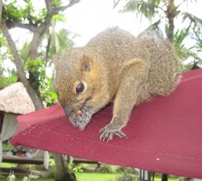 初めてのバリ島旅行・その4