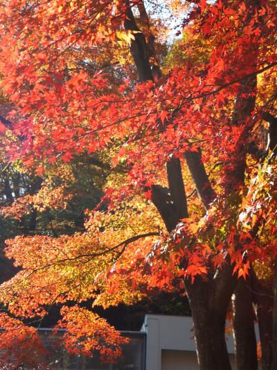 紅葉狩り…のはずが山登り！？高尾山～陣馬山縦走ルートをゆく。