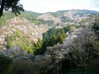 吉野千本桜’０９