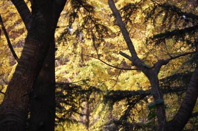 神奈川探訪（２２）　三ツ池公園の紅葉　２０１１