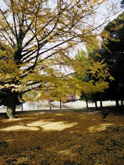 よかったぁ～！奈良コミュオフ会・・①「紅葉まっさかり奈良公園から、ならまちランチ会場まで・・」