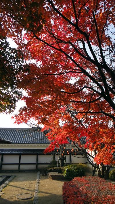 松山城の紅葉