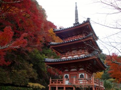 紅葉狩り　～三室戸寺・興聖寺～