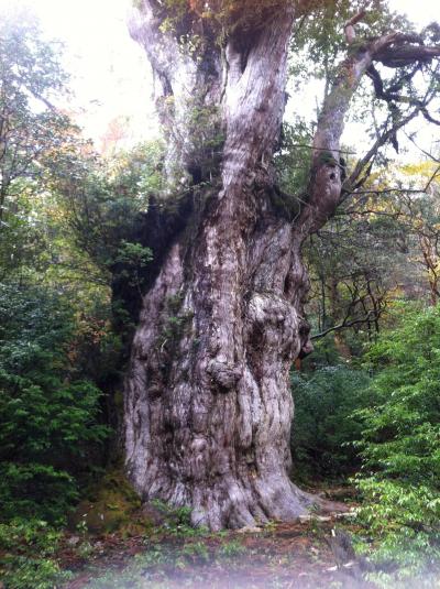屋久島で深呼吸！