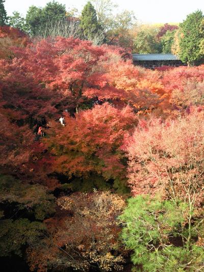 そうだ！京都行こう