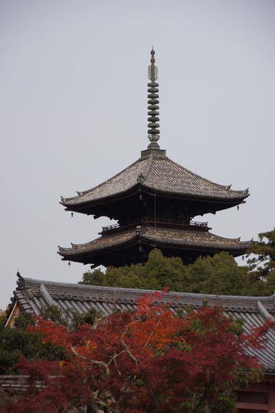2011　京都の秋に魅せられて　仁和寺編