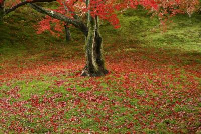 やっぱり京都の紅葉が見たい