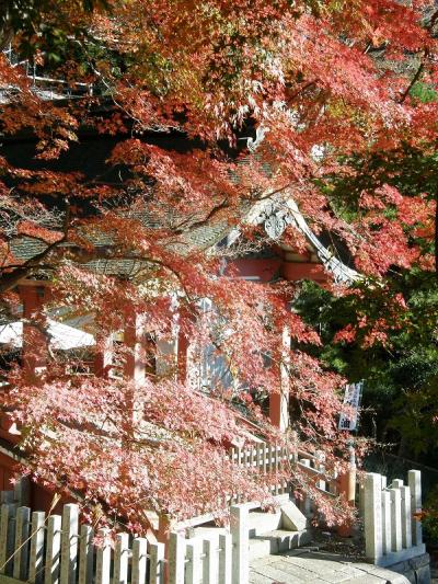 恒例の筑波山追悼山行・・・②筑波山神社周辺の紅葉