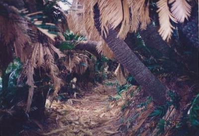 90年代の弾丸離島の旅1997.1　　「闘牛と合計特殊出生率No.1の島」　　　～徳之島・鹿児島～