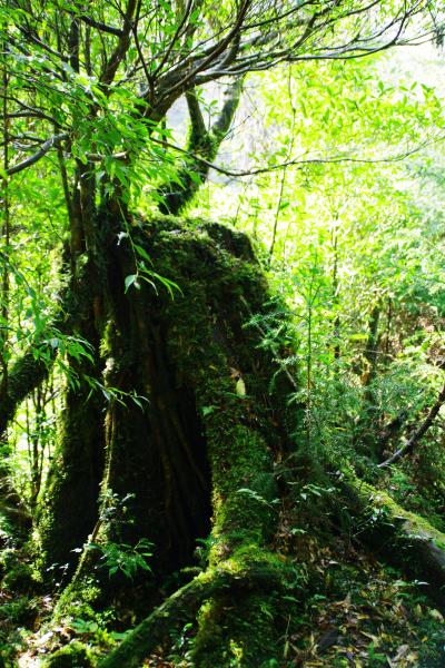 三泊四日、屋久島の旅 一日目、屋久杉ランド