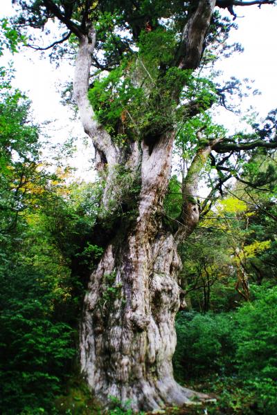 三泊四日、屋久島の旅 二日目、縄文杉