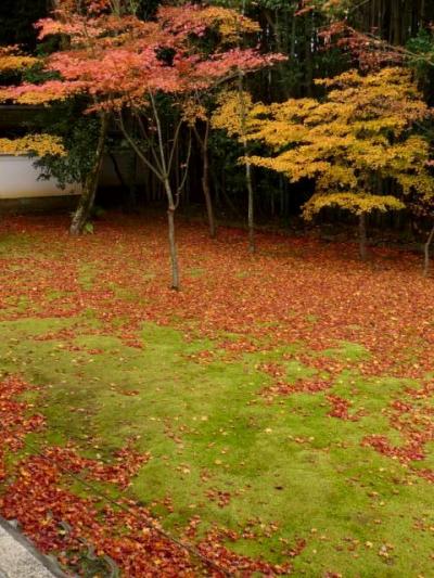 京都　紅葉めぐり ③ (直指庵・大覚寺・宝厳院ライトアップ・高桐院)