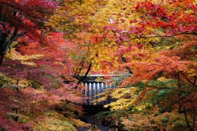 京都・光明寺の紅葉