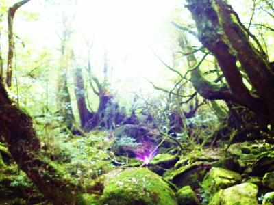 三泊四日、屋久島の旅 三日目、白谷雲水峡