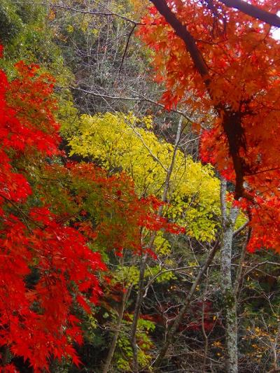 和賀(小早川)神社の紅葉と我が家の屋上からの秋景色！