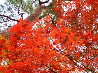 母娘で巡る京都の紅葉2011　～哲学の道をお散歩・祇園「花咲」でお夕飯も♪～