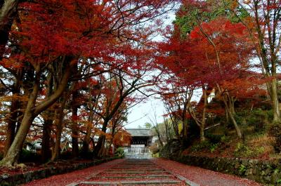 2011 京都紅葉だより 10「そうだ京都に行こう」毘沙門堂　勅使坂の紅葉～