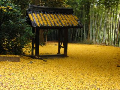 「そうだ京都、行こう」  ～ 黄葉・紅葉・クリスマスイルミネーション ～