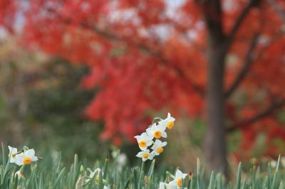 日本水仙が見ごろ　「和泉リサイクル環境公園」
