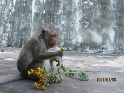 アジアハイウェイの源流を訪ねて（１２５)プノンペンの朝。 「ワット・プノンの猿」。