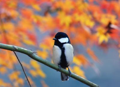 町田芹が谷公園で奇麗な紅葉を見てきました