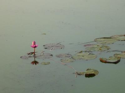 王朝順に巡る　世界遺産アンコール・ワット