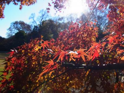 2011.12.17 新宿御苑は、紅葉の盛りでした。