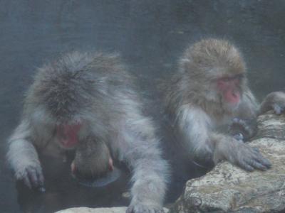 地獄谷野猿公苑にSNOW　MONKEYを見に行く
