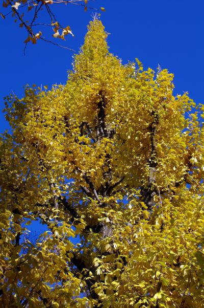 銀杏並木まにあった！（青山二丁目の銀杏並木）
