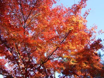 紅葉の天城高原へ