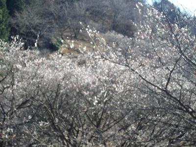 群馬藤岡の冬桜