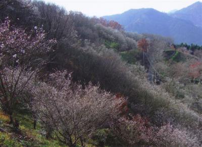 鬼石桜山に冬桜を見る