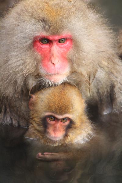 信州長野ぐるり旅【1】～お猿の王国☆温泉でのんびり♪　SNOW MONKEY～地獄谷野猿公苑＆渋の地獄谷噴泉