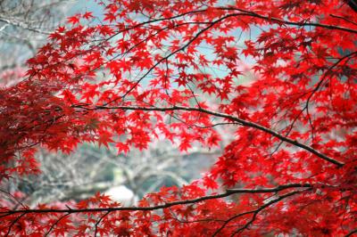 丹波地方に紅葉を求めて（白豪寺）