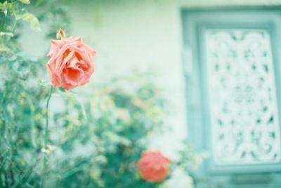 2009年 夏 スウェーデンの旅・ゴットランド島