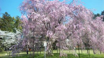 京都人おすすめの賀茂川・上賀茂神社の桜