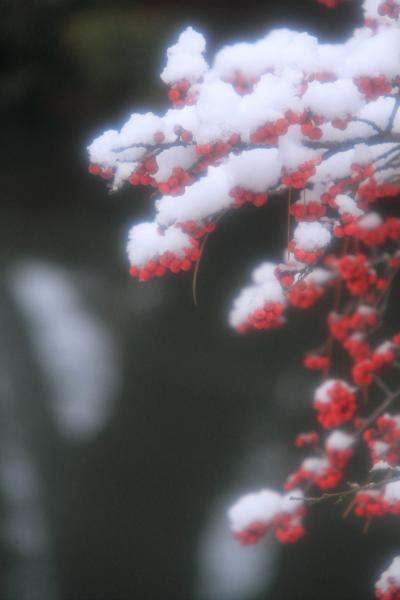 石川　雪の兼六園