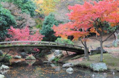 浜松★紅葉を見に、浜松城散歩