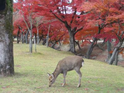 奈良市内　世界遺産めぐり