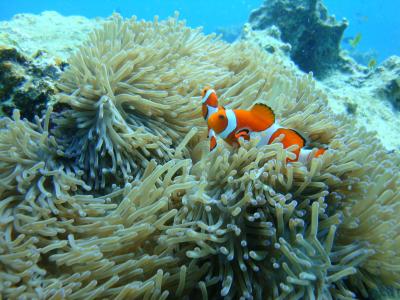 沖縄ダイビング(2011.07.15)