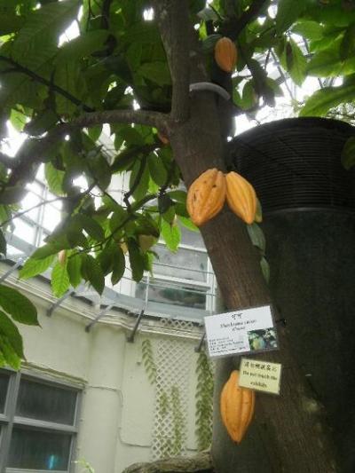 見た事ないでしょ～～～！中国は広いぞ～～こんな果物が公共建物、公園、ホテル道路脇で　実ってます。