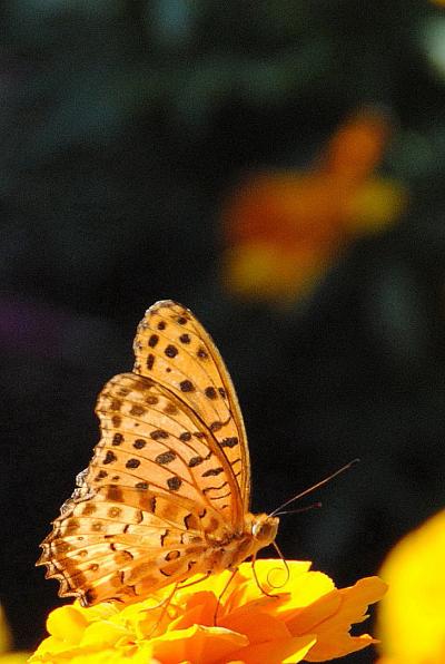 Japan　昭和記念公園　不思議な秋のうつろい2011　～ミツバチばあやの冒険～