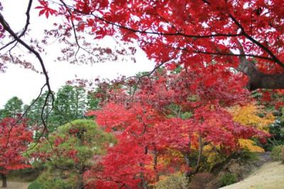 箱根で紅葉を満喫　～強羅から宮ノ下温泉へ～