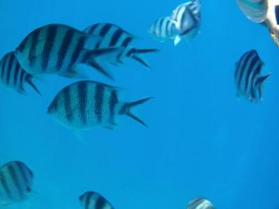 家族で初沖縄2011夏休み２日目