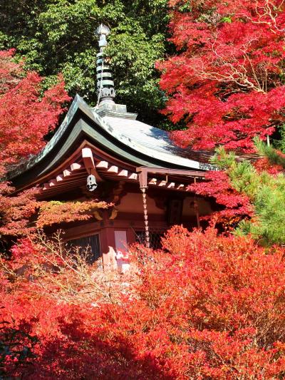 京都錦秋-1　山科の毘沙門堂を訪ねて　☆「そうだ京都、行こう」誘われて