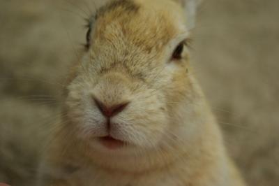 うさぎと毒ガスの島 大久野島