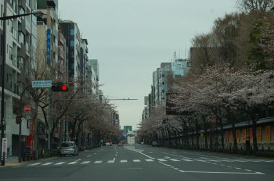 ■2011年4月3日　都内の桜を見ながら美濃吉の懐石を楽しんできました。