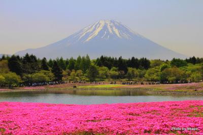 2011桜桜桜 Vol.12 富士芝桜